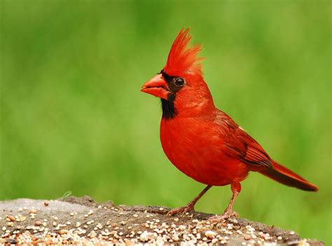 Cardinal birds | History and definition of Cardinal birds