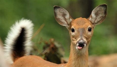 Blue Tongue Disease Taking Toll on Kentucky Deer: Could Texas Be Next?