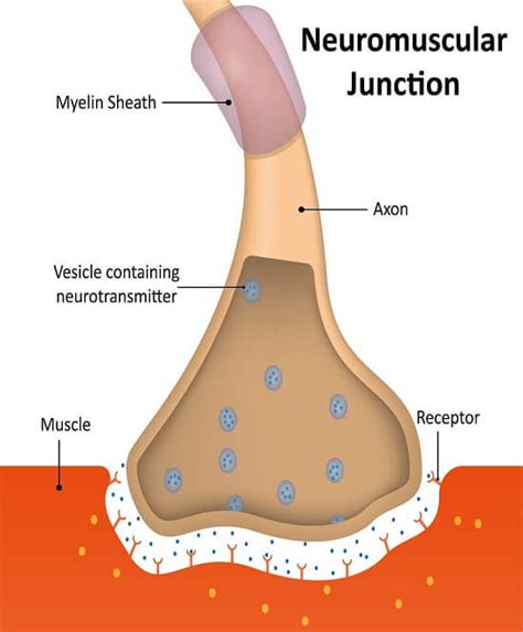 Neuromuscular Junction - The Definitive Guide | Biology Dictionary