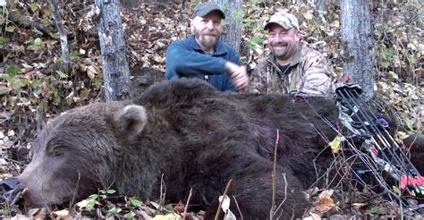 Alaska Brown Bear Baited Hunts, Guided Brown Bear Hunting, Bait Hunts For Brown Bears