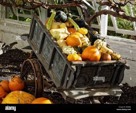 Pumpkins and Gourds Stock Photo - Alamy