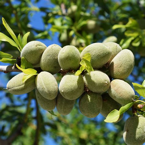 All-in-One Almond Trees for Sale | FastGrowingTrees.com