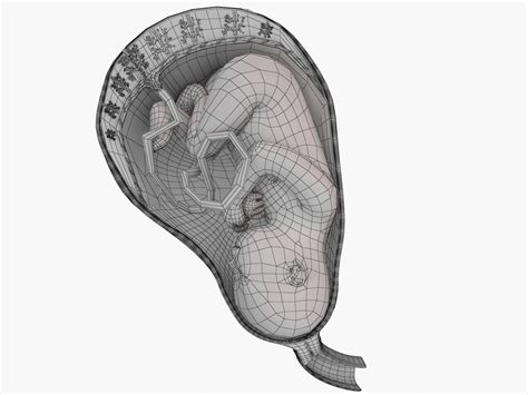 Baby In Womb and Placenta 3D Model $79 - .max .obj .fbx - Free3D