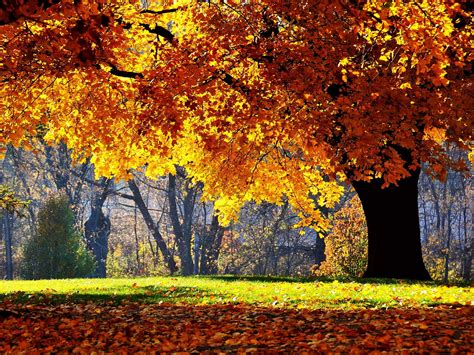 [73+] Autumn Tree Wallpaper | WallpaperSafari.com