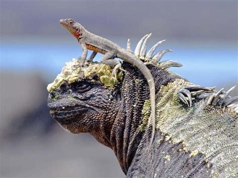 Galapagos Islands Vacation Gives Glimpse of Amazing Wildlife | Magazine ...