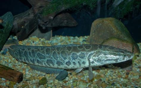 Northern Snakehead – Profile and Resources | Invasive Species Centre