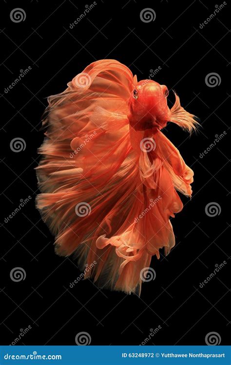 Orange Betta Fish - Orange Betta Fish Betta Fish Types Betta Fish Betta / Photo about orange ...