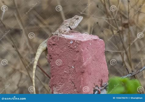 Oriental Garden Lizard Reptile on Cement Pole Stock Photo - Image of gardens, garden: 155670670