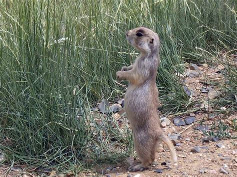 6 Quick Prairie Dog Hunting Tips 2023