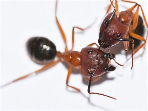 Signs of Carpenter Ants: How to Get Rid of Carpenter Ants