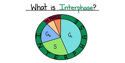 Stages Of Interphase Diagram - Bank2home.com