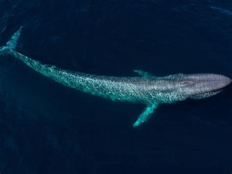 Blue Whale | Species | WWF