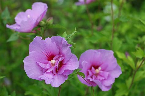 Gartenhibiskus (Hibiscus syriacus)