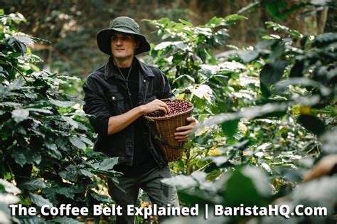 What Is The Coffee Belt? (Where Is It & Why It’s Important)