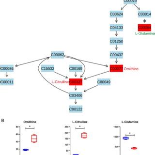 Bacterial differential metabolites of arginine biosynthesis pathway... | Download Scientific Diagram