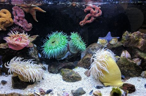 Sea Anemone Guide - Keeping Sea Anemones in a Reef Aquarium - CoralRealm