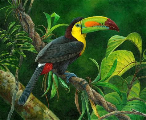 Keel-billed Toucan - Mike Langman Art