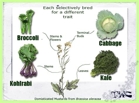 FAMILY BRASSICACEAE - THE WORLDWIDE VEGETABLES