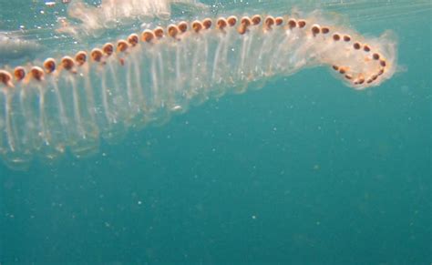 California paddleboarder discovers long sea salp by Orange County