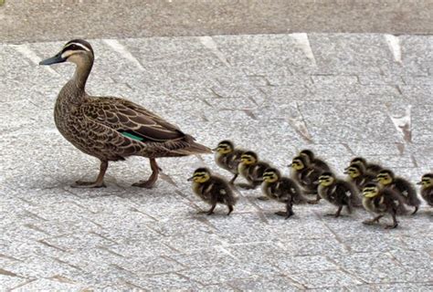 Very Cute Mother And Baby Ducks Images HD Wallpaper - all 4u wallpaper