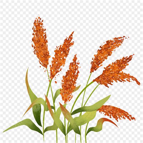 Sorghum PNG Transparent, Red Sorghum, Sorghum, Plant PNG Image For Free Download