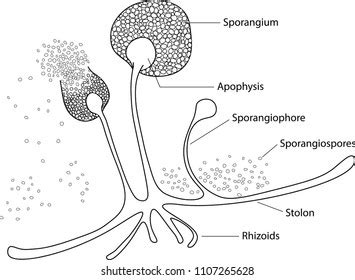 Fungal Rhizoids Humans