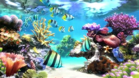 Dream aquarium video wallpaper - analyticsultra