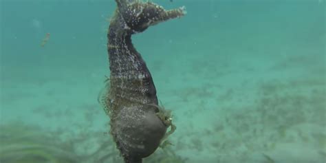 This Video Of A Male Seahorse Giving Birth Is Seriously Mesmerizing