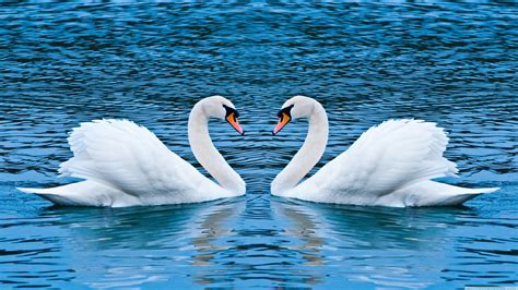 Serene Mute Swans: A 4K Ultra HD Wallpaper