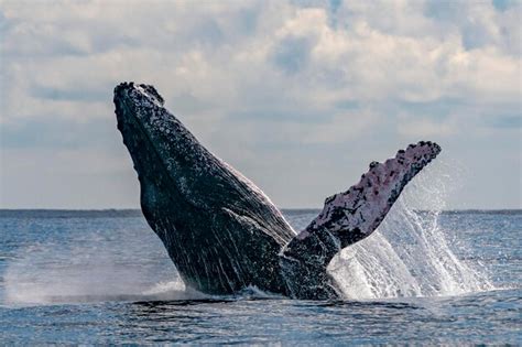 Premium Photo | Humpback whale breaching