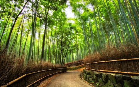 Bamboo forest MacBook Air Wallpaper Download | AllMacWallpaper