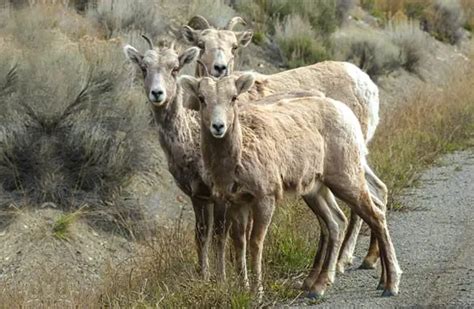 Bighorn Sheep - Description, Habitat, Image, Diet, and Interesting Facts