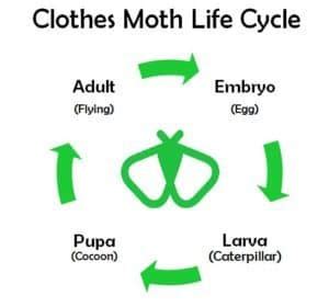 This is the Life Cycle of a Clothes Moth - Natural Pest Solutions #1 Extermination Company