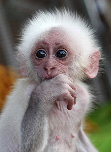 These funny baby animals (40 pics) | Baby animals funny, Funny looking animals, Baby animals