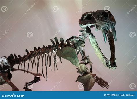 Sabertooth Tiger Fossil Stock Photography | CartoonDealer.com #60217388