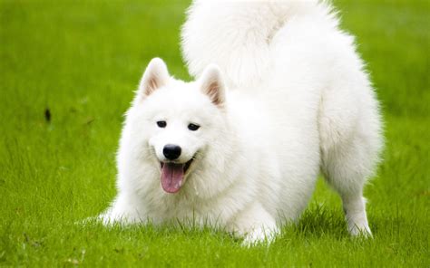 Samoyed Dog Breed | Info | Characteristics | Glomerulopathy