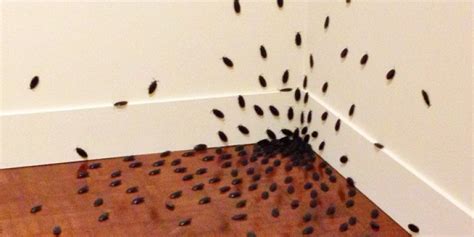 Cockroach Infestation, Safeguard Pest Control | Mooloolaba, Buderim, Coolum