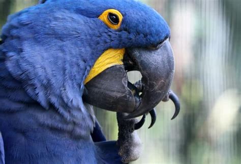 Is The Blue Macaw Extinct? Interesting Facts & FAQs!