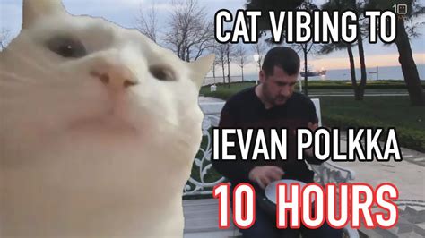 Cat Vibing To Ievan Polkka 10 Hours | Funny cat wallpaper, Cats, Cat wallpaper