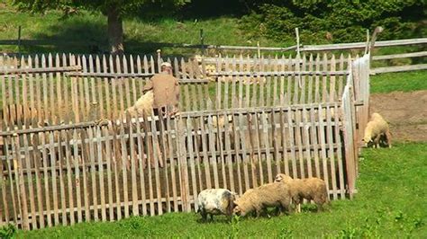 Sheep Shearing Man Takes Sheep Fenced Stock Footage Video (100% Royalty-free) 1014549248 ...