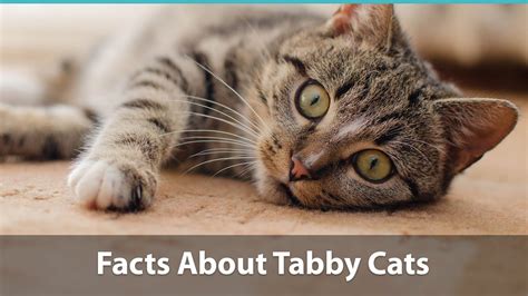 Facts About Tabby Cats | Traits, Health Issues, Price And Everything Else!