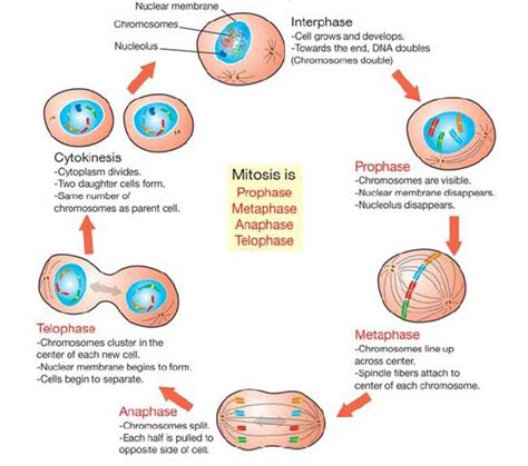 The Cell Cycle - Wonders of Life Science