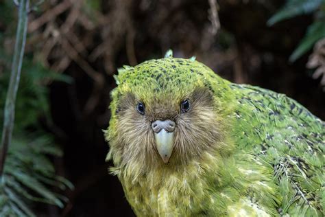 New Zealand's Kakapo | BirdNote