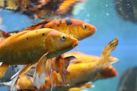 Goldfish in an Aquarium · Free Stock Photo