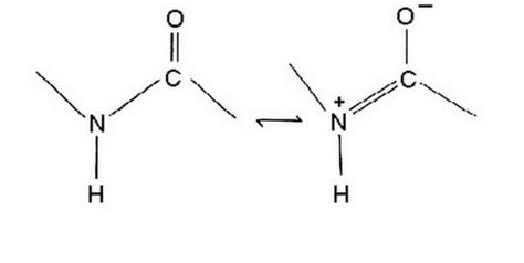 Which Bond Represents The Peptide