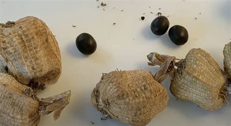 How to Germinate Canna Lily Seeds - Effectively