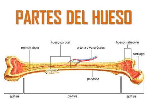 Las partes de los huesos humanos - ¡Descubre todos los nombres!