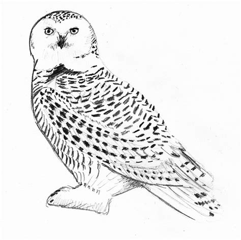 Snowy Owl Drawing at GetDrawings | Free download