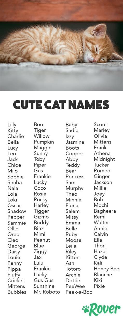 Orange Cats Names Male