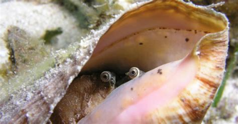 Conch Snails Have Eyes and They May Be the Weirdest Cute Thing You See All Day - I Can Has ...